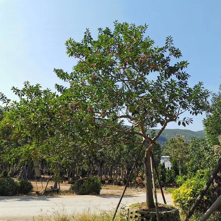 漳州红果冬青树